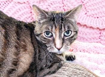 Domestic Short Hair Cats Available for Adoption in Fort Lauderdale, Florida - PENNY | PetCurious