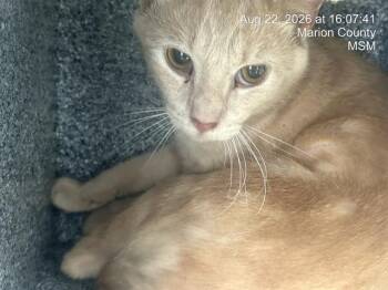 JAGUR -  Domestic Short Hair Cat for Adoption in Ocala, Florida - JAGUR | PetCurious