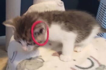 Rescue Domestic Short Hair Cats for Adoption in Battle Ground, Washington - Fisher (Red) | PetCurious