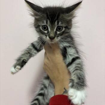 Lovey -  Domestic Medium Hair Cat for Adoption in Webster, Texas - Lovey | PetCurious