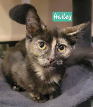 Hailey -  Domestic Short Hair Cat for Adoption in Greenwood, Indiana - Hailey | PetCurious