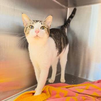 Edwin -  Domestic Short Hair Cat for Adoption in Englewood, Florida - Edwin | PetCurious