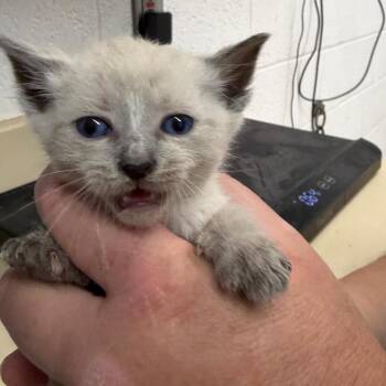 Domestic Short Hair and Siamese Cats Available for Adoption in Ardmore, Oklahoma - Ghost | PetCurious
