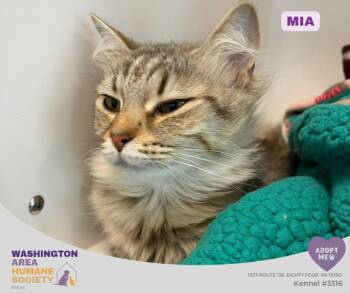 Mia -  Domestic Medium Hair Cat for Adoption in Eighty Four, Pennsylvania - Mia | PetCurious