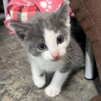 Butter in Stevensville, MD -  Domestic Short Hair Cat for Adoption - Butter In Stevensville, MD | PetCurious