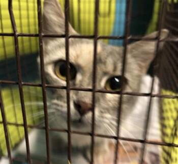 Rescue Domestic Short Hair Cats for Adoption in Houston, Texas - COCO | PetCurious