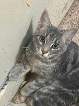 Concrete -  Domestic Short Hair Cat for Adoption in Kettering, Ohio - Concrete | PetCurious