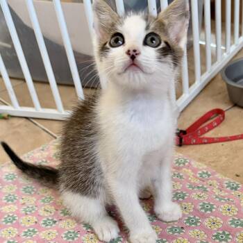 Domestic Short Hair Cats Available for Adoption in Houston, Texas - Bellatrix | PetCurious
