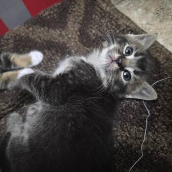 Chai C12083 -  Domestic Short Hair Cat for Adoption - Chai C12083 | PetCurious