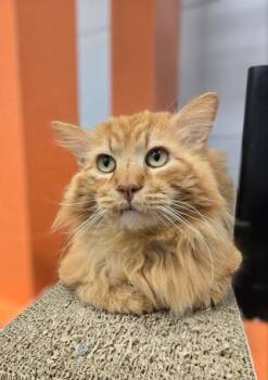 Mufasa -  Domestic Long Hair and Domestic Short Hair Cat for Adoption in Fresno, California - Mufasa | PetCurious