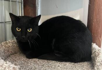 Domestic Short Hair Cats Available for Adoption in Mcpherson, Kansas - Nova | PetCurious