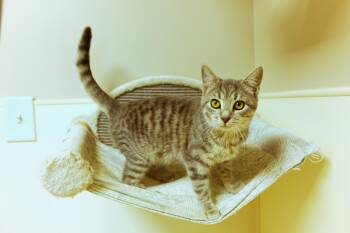 Domestic Short Hair Cats Available for Adoption in Urbana, Ohio - Zuri | PetCurious