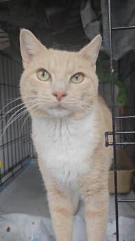 Rescue Domestic Short Hair Cats for Adoption in New York, New York - VIVALDI N. ~ Sunshine Days | PetCurious