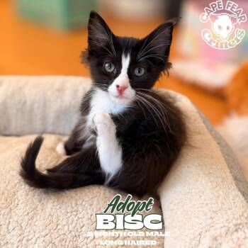 Bisc -  Domestic Short Hair Cat for Adoption in Wilmington, North Carolina - Bisc | PetCurious
