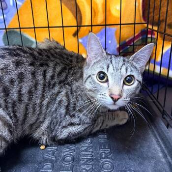 George Little -  Domestic Short Hair Cat for Adoption in Spokane, Washington - George Little | PetCurious
