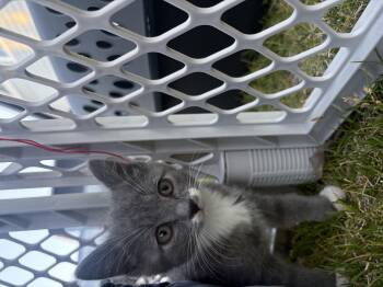 Kit -  Domestic Short Hair Cat for Adoption in Fruit Heights, Utah - Kit | PetCurious