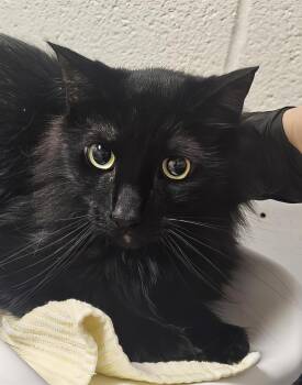 Guapo -  Domestic Long Hair Cat for Adoption in Nashville, Tennessee - Guapo | PetCurious
