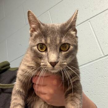 Domestic Short Hair Cats Available for Adoption in Dekalb, Illinois - Ladybug | PetCurious