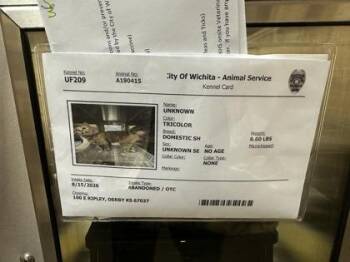 Morrisa -  Domestic Medium Hair Cat for Adoption in Wichita, Kansas - Morrisa | PetCurious