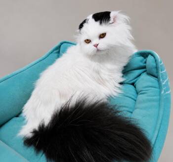 Ricky -  Scottish Fold Cat for Adoption in Broomall, Pennsylvania - Ricky | PetCurious