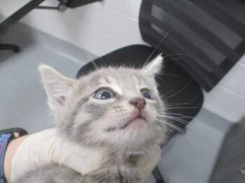 A382829 -  Domestic Short Hair Cat for Adoption in Ocala, Florida - A382829 | PetCurious