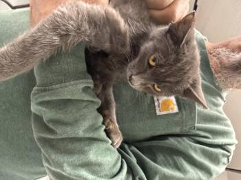 Rescue Russian Blue Cats for Adoption in Las Vegas, Nevada - Lampshade Licker | PetCurious