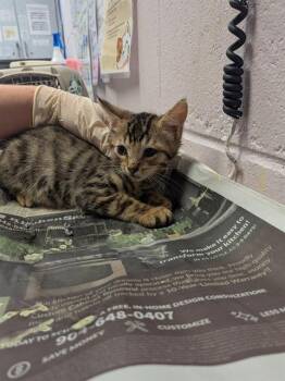 FORK -  Domestic Short Hair Cat for Adoption in Jacksonville, Florida - FORK | PetCurious