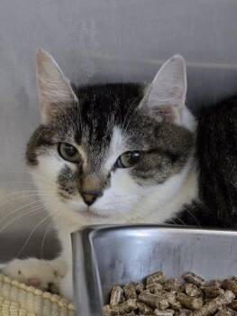 Domestic Short Hair Cats Available for Adoption in Prineville, Oregon - Hope | PetCurious