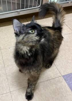 Domestic Medium Hair Cats Available for Adoption in Little Rock, Arkansas - Opa | PetCurious