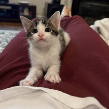 Domestic Short Hair Cats Available for Adoption in Dallas, Texas - T-Bone | PetCurious