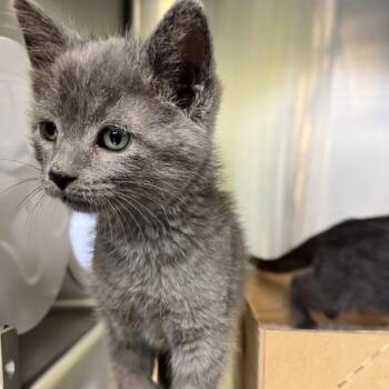 Dryer Lint -  Domestic Short Hair Cat for Adoption in Sioux City, Iowa - Dryer Lint | PetCurious