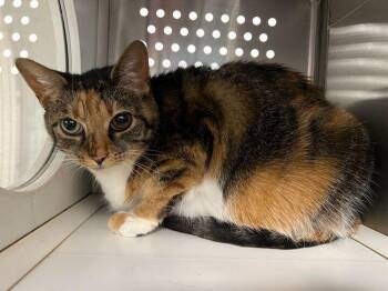 Rescue Calico Cats for Adoption in Jackson, Michigan - Penelope | PetCurious
