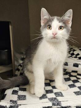 PICASSO -  Domestic Short Hair Cat for Adoption in Clyde, North Carolina - PICASSO | PetCurious