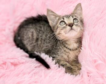 Rescue Tabby Cats for Adoption in Covington, Louisiana - Animal Cracker | PetCurious