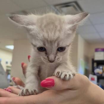 Domestic Short Hair Cats Available for Adoption in Lake Panasoffkee, Florida - Hummus | PetCurious