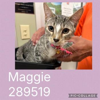 MAGGIE -  Domestic Short Hair Cat for Adoption in Macon, Georgia - MAGGIE | PetCurious