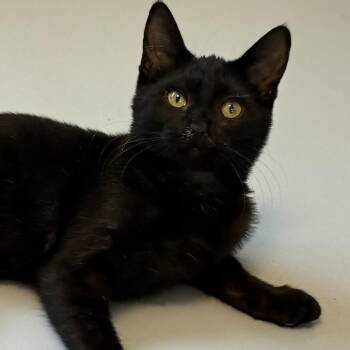 Bess -  Domestic Medium Hair Cat for Adoption in Ponca City, Oklahoma - Bess | PetCurious