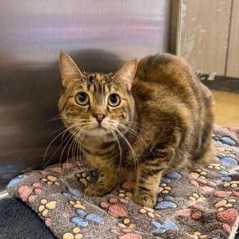 Domestic Short Hair Cats Available for Adoption in Hemet, California - Sarafina | PetCurious