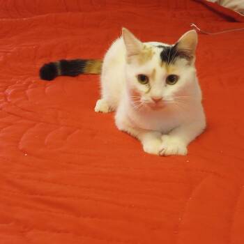 Rescue Domestic Short Hair Cats for Adoption in Smithfield, North Carolina - Dottie | PetCurious