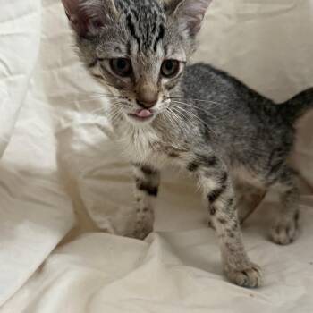 Dollar -  Domestic Short Hair Cat for Adoption in Brea, California - Dollar | PetCurious