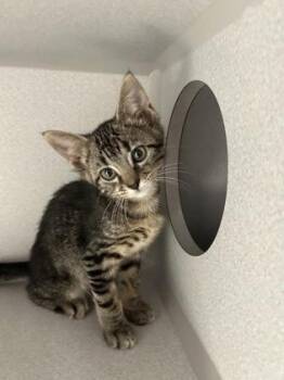 -Ben -  Tabby and Domestic Short Hair Cat for Adoption in Red Bluff, California - -Ben | PetCurious