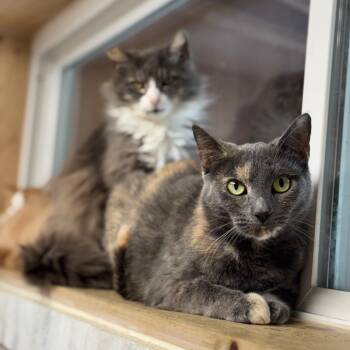Rescue Domestic Short Hair Cats for Adoption in Hopkinton, Massachusetts - Gigi | PetCurious
