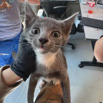 James Bond -  Domestic Short Hair Cat for Adoption in Huntington, West Virginia - James Bond | PetCurious