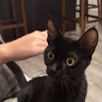 Tirane -  Domestic Short Hair Cat for Adoption in Bentonville, Arkansas - Tirane | PetCurious
