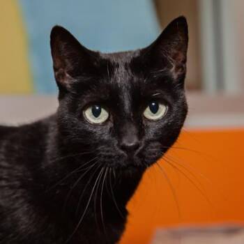 Rescue Domestic Short Hair Cats for Adoption in Los Angeles, California - Sheba | PetCurious