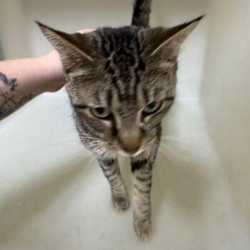 Domestic Short Hair Cats Available for Adoption in Birmingham, Alabama - Miss Ma