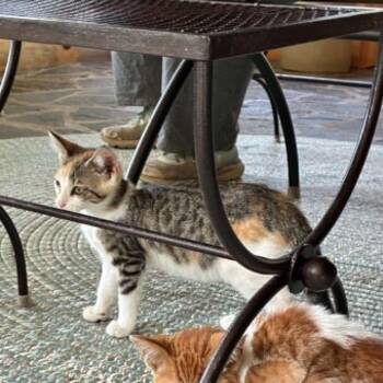 Jasmine -  Domestic Short Hair Cat for Adoption in Hawley, Pennsylvania - Jasmine | PetCurious