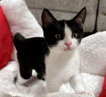 Rescue Domestic Short Hair Cats for Adoption in Seal Beach, California - Kitten Gracie | PetCurious