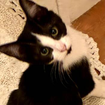 Domestic Short Hair Cats Available for Adoption - Wednesday | PetCurious