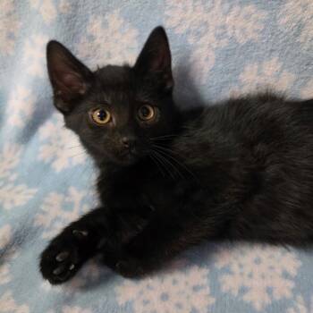 JASPER -  Domestic Short Hair Cat for Adoption in Graham, Washington - JASPER | PetCurious